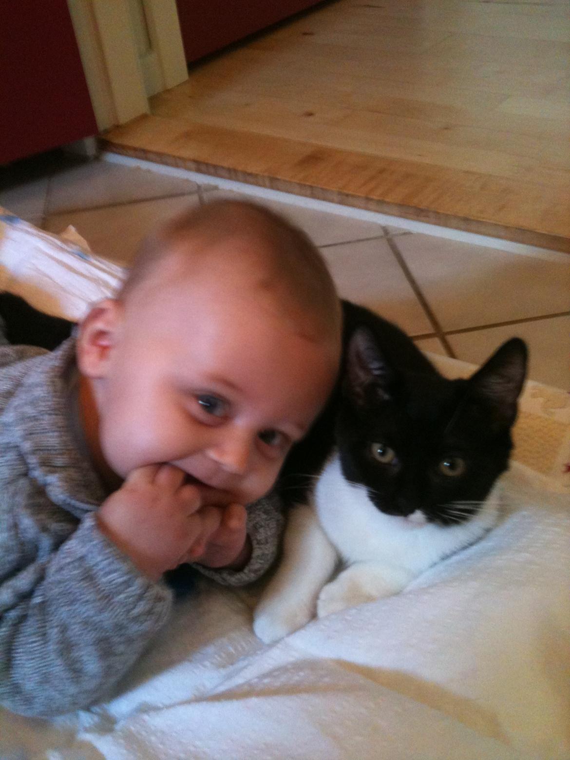 Blanding af racer Elliott - Bedste kammelegerater :) billede 2