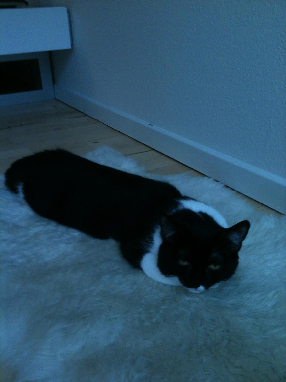 Blanding af racer Elliott - Mmh, mit dejlige lammeskinstæppe... billede 3