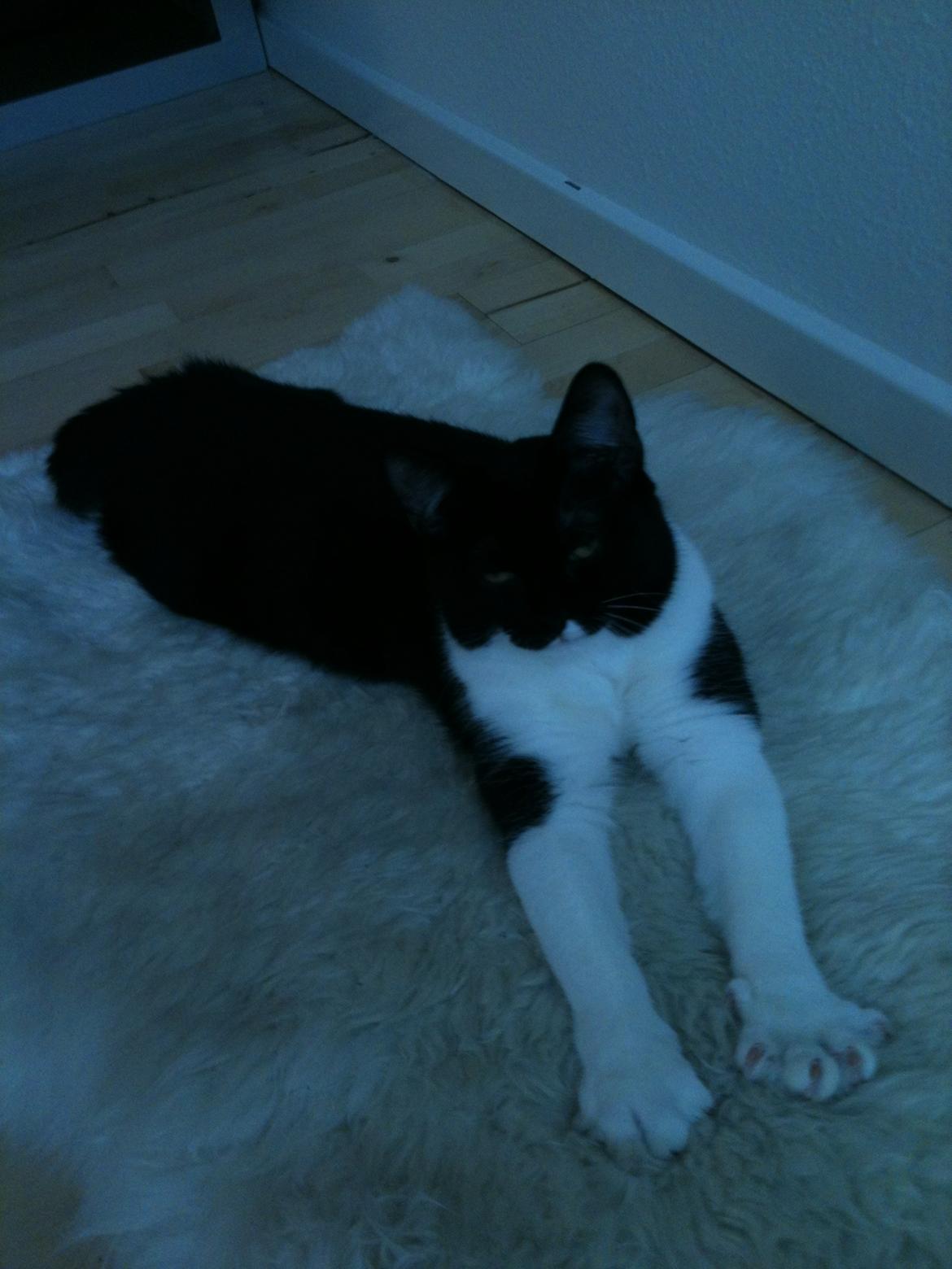 Blanding af racer Elliott - Det var egentlig hundens tæppe, inden katten flyttede ind ;) billede 4