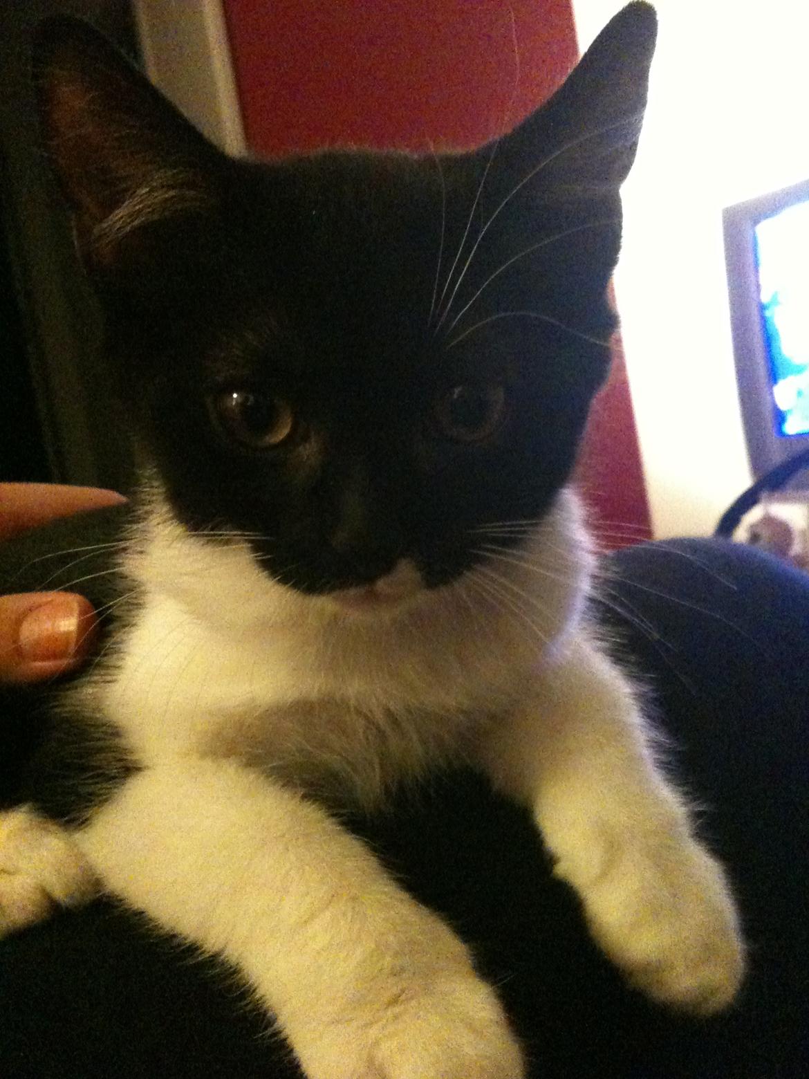 Blanding af racer Elliott - Første dag i mit nye hjem :) billede 5