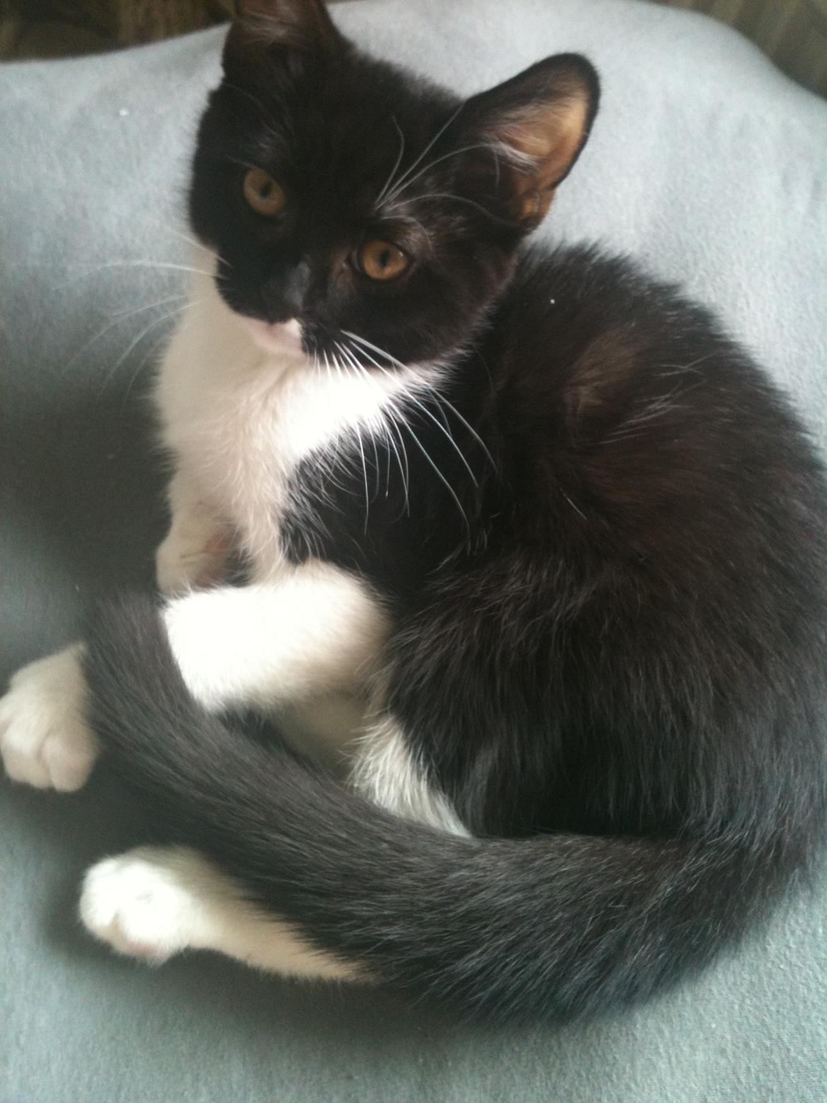 Blanding af racer Elliott - Smukke Elliott som bette :) billede 6