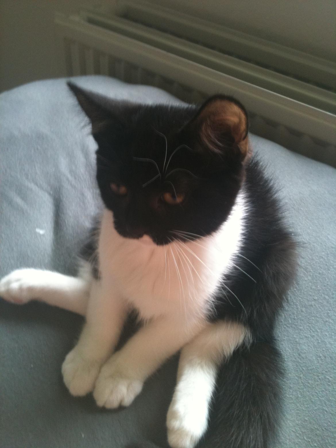 Blanding af racer Elliott - Det er da en meget almindelig stilling af sidde i det her... billede 7