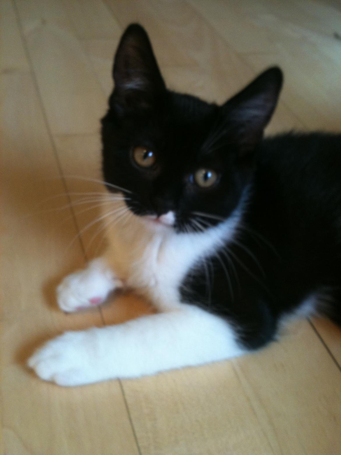 Blanding af racer Elliott - Dengang da jeg var lille... billede 8