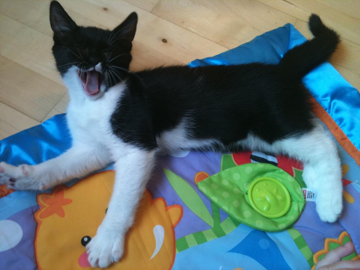 Blanding af racer Elliott - Åh, så træt man kan blive... billede 9