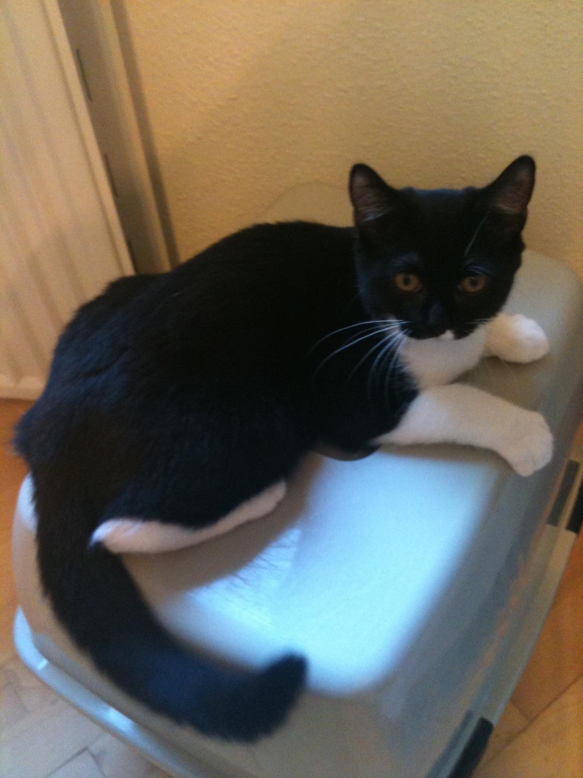 Blanding af racer Elliott - Smukke mis :) billede 10