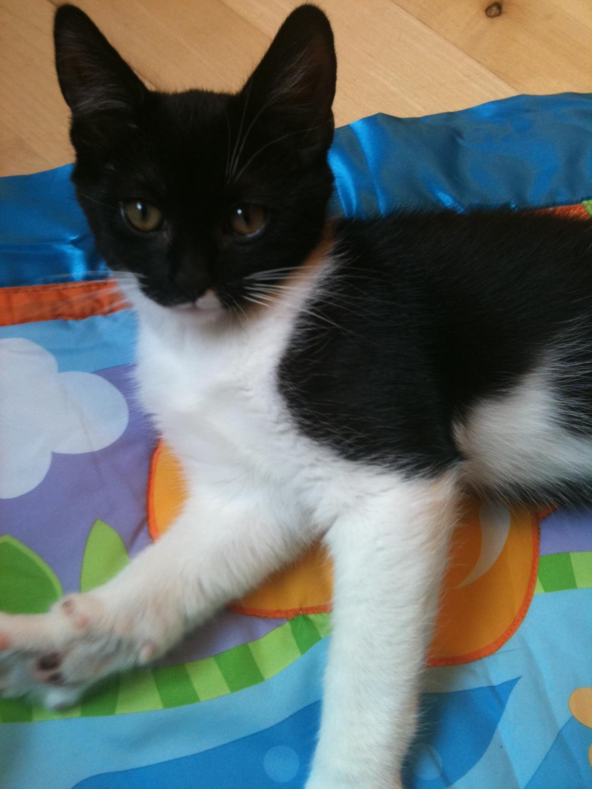 Blanding af racer Elliott - Bette mis :) billede 11