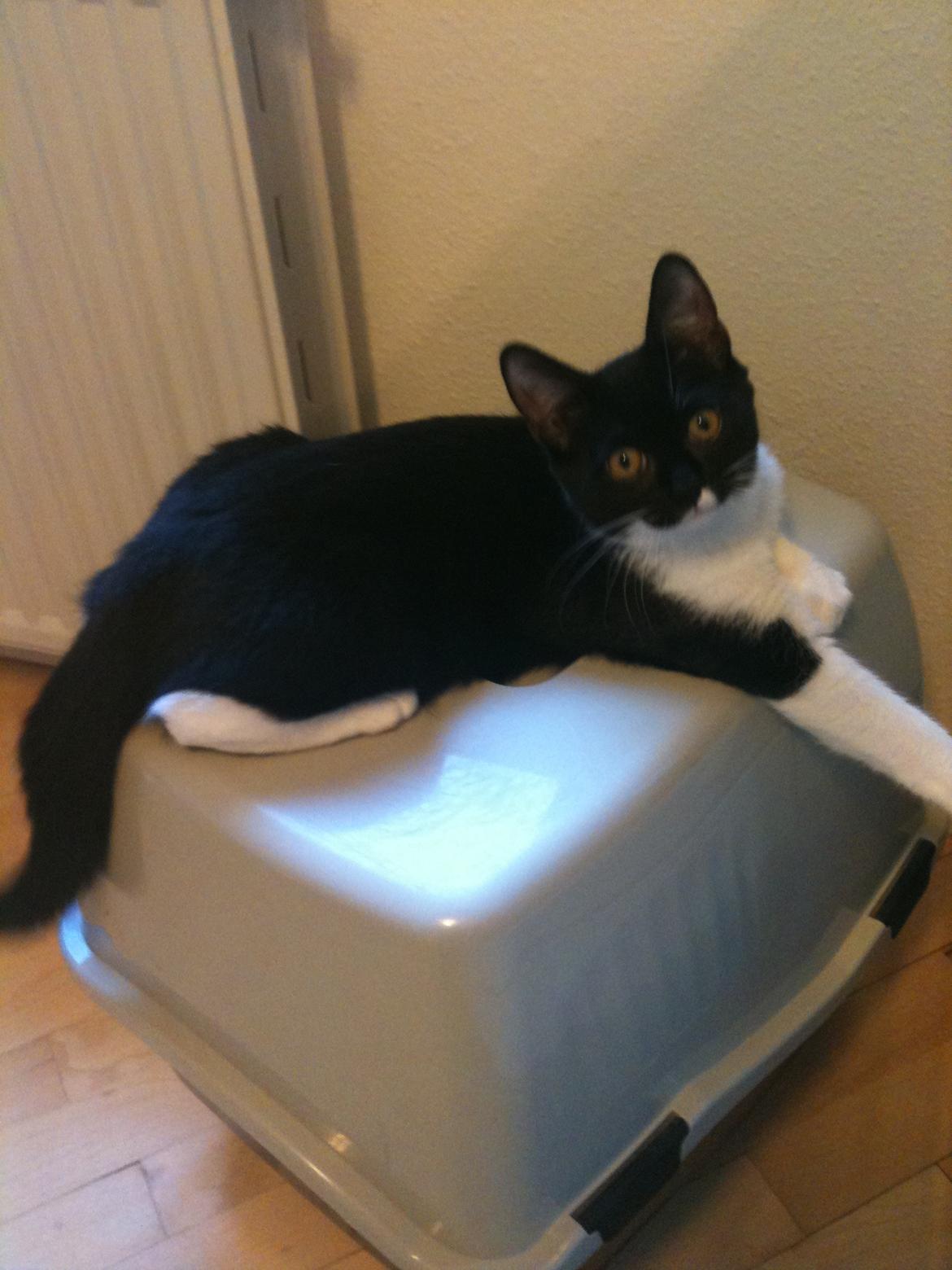 Blanding af racer Elliott - Tager du billeder? Jamen, så ligger jeg da bare lige og ser lækker ud. billede 12