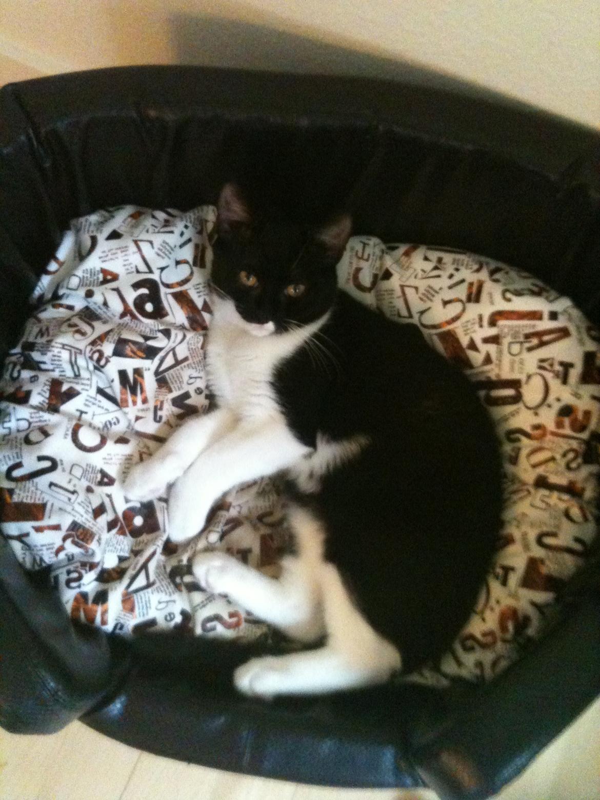 Blanding af racer Elliott - Har overtaget hundens kurv. billede 13