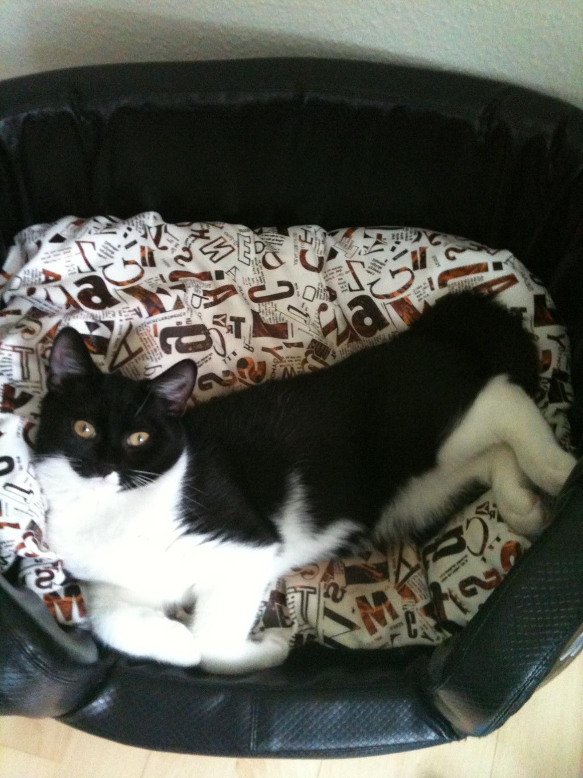 Blanding af racer Elliott - Man forstår vel at brede sig :) billede 14