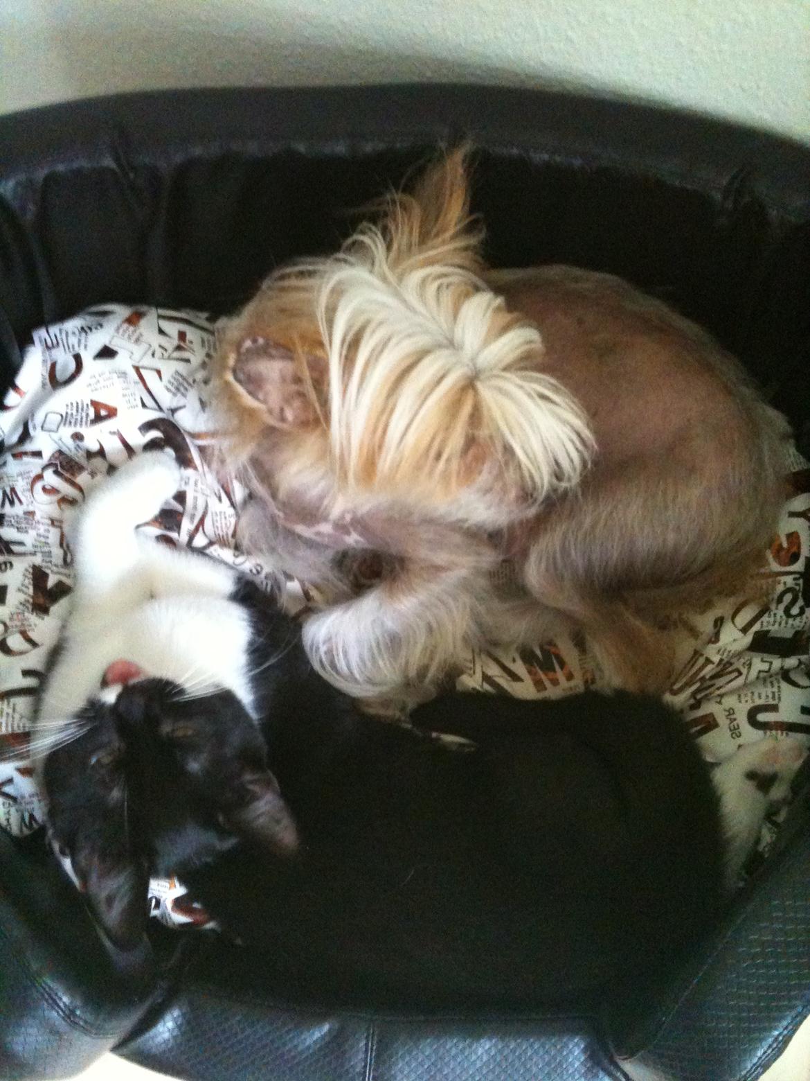 Blanding af racer Elliott - Som venner vi dele... billede 15