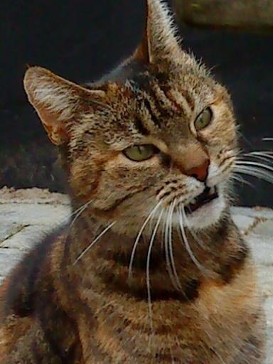 Huskat persillemis billede 14