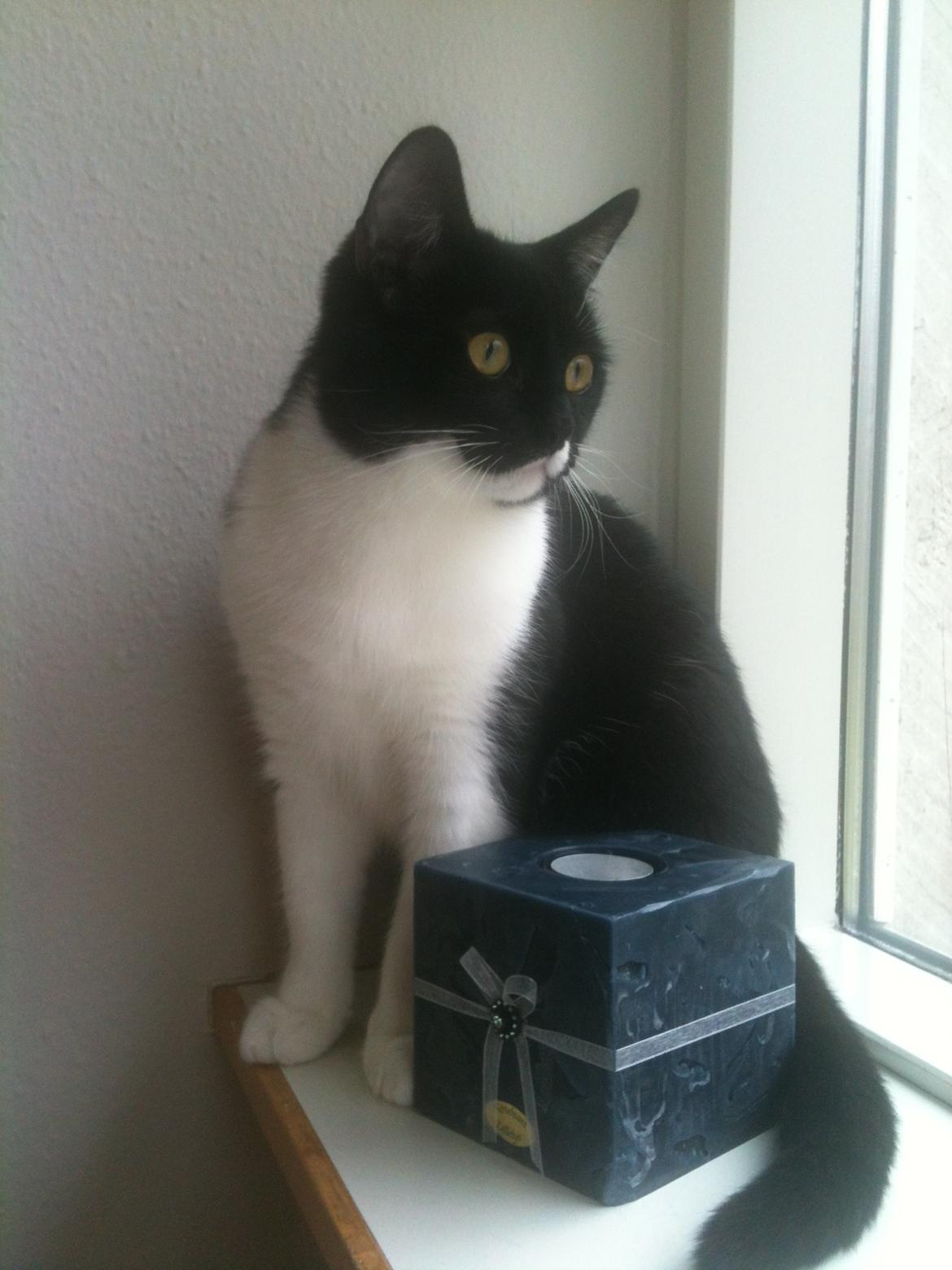 Blanding af racer Elliott - Kan da godt sidde her og lege model, ingen problem! billede 17