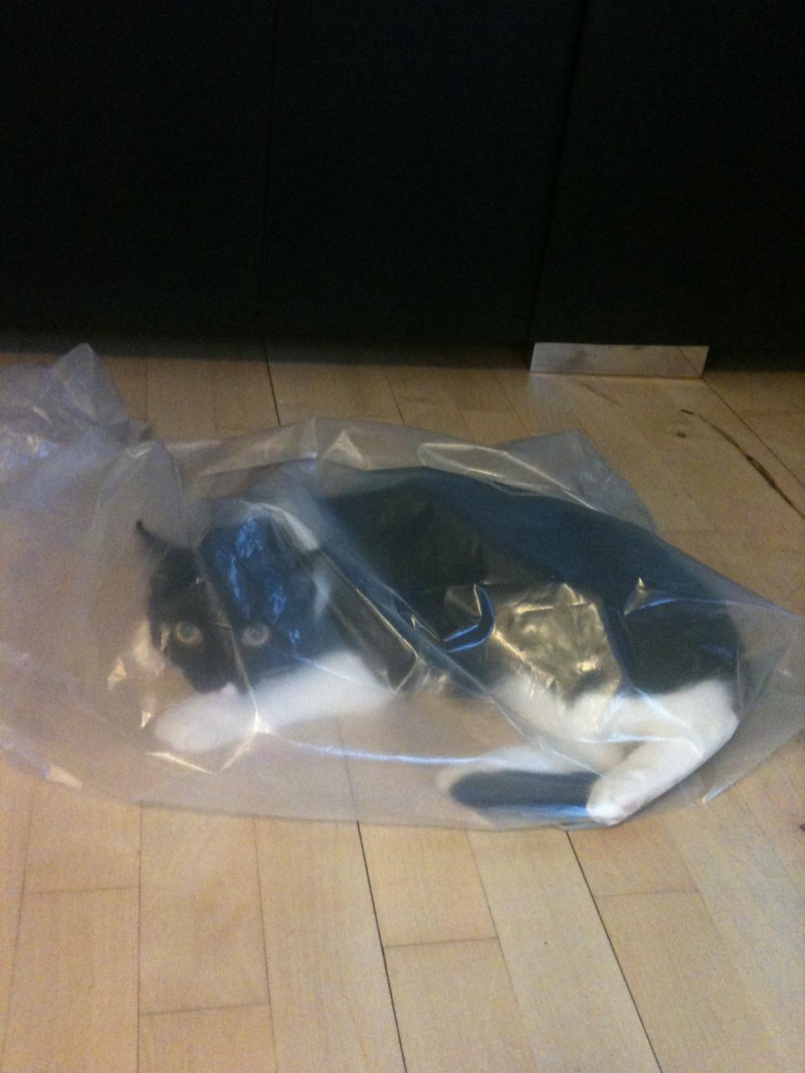 Blanding af racer Elliott - Katten i sækken... Eller posen... billede 18