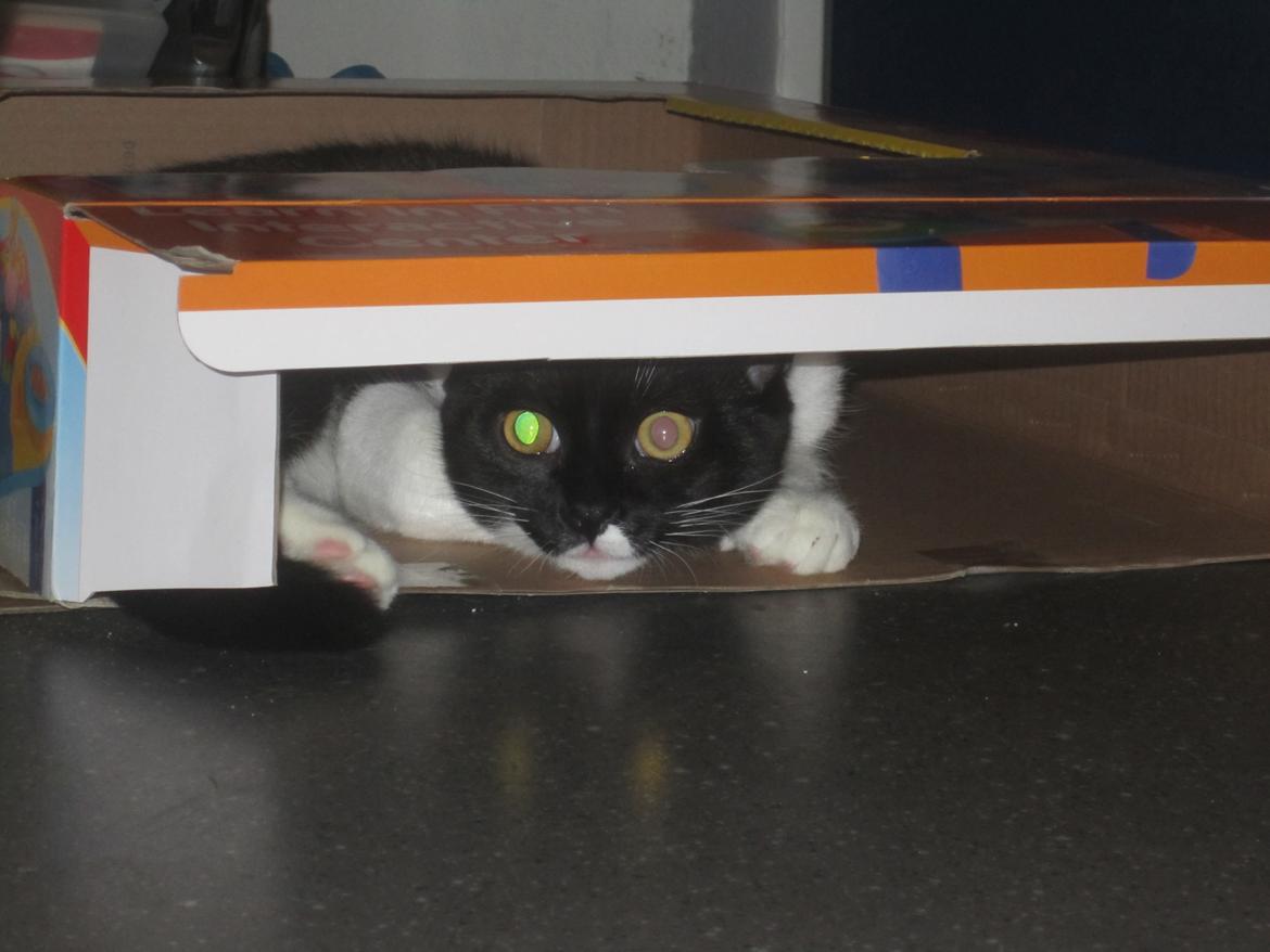 Blanding af racer Elliott - Alt kan vel bruges som legetøj ;) billede 20