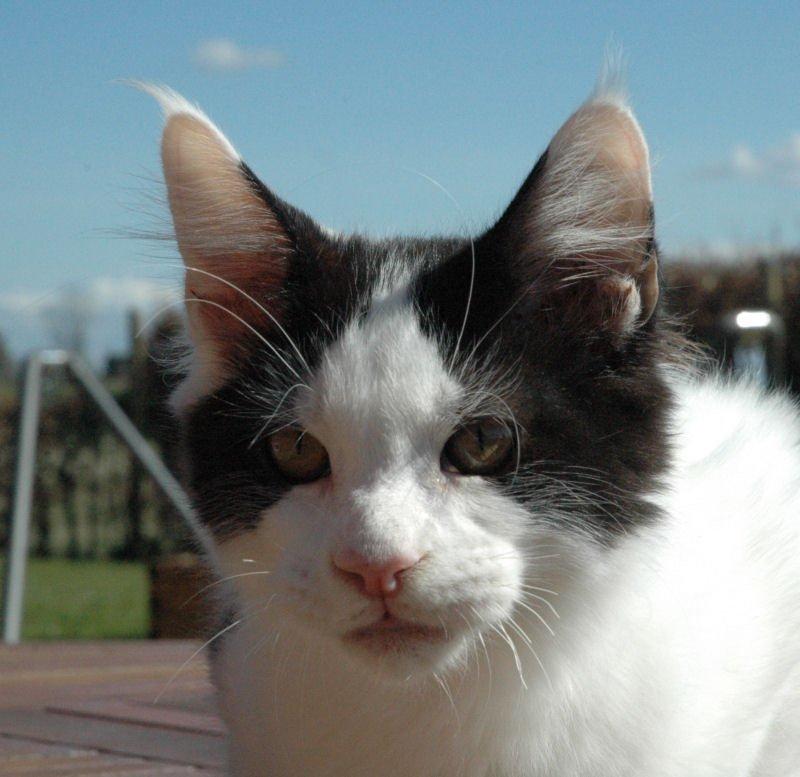 Maine Coon Lancelot CoonShu* RU  - 4½ måned billede 1