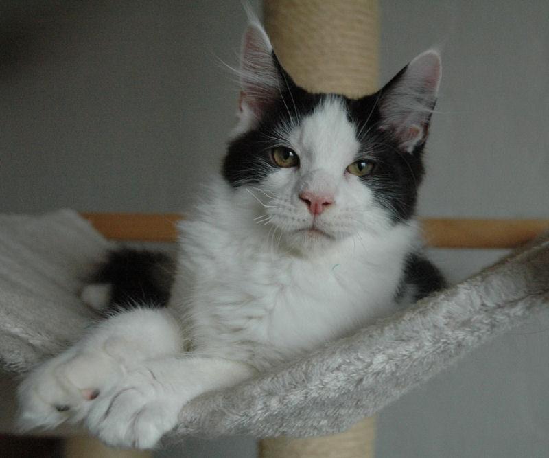 Maine Coon Lancelot CoonShu* RU  - 4½ måned billede 2