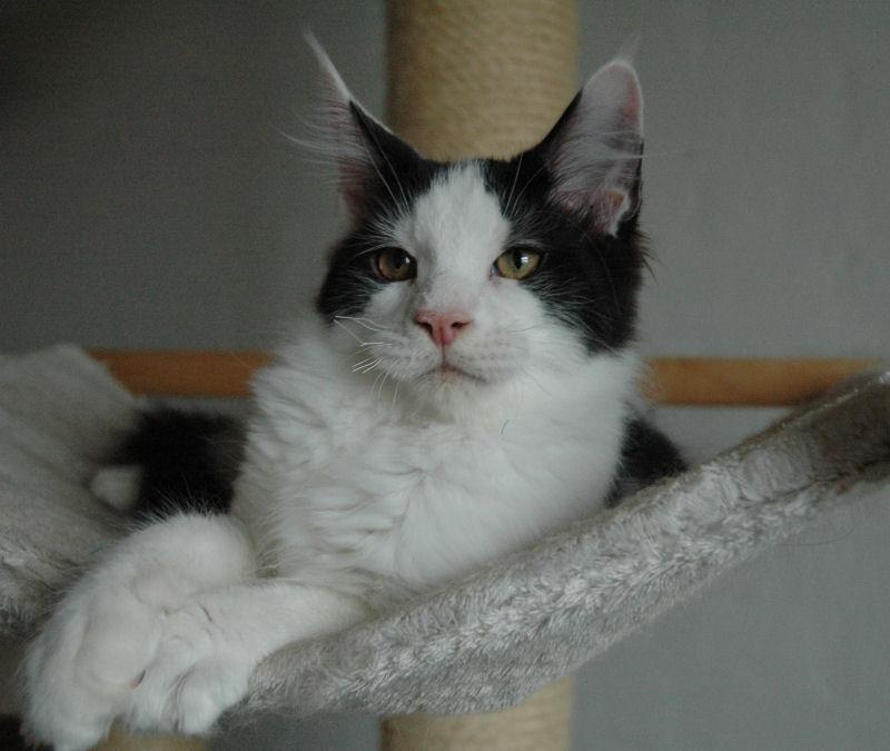 Maine Coon Lancelot CoonShu* RU  - 4½ måned billede 3