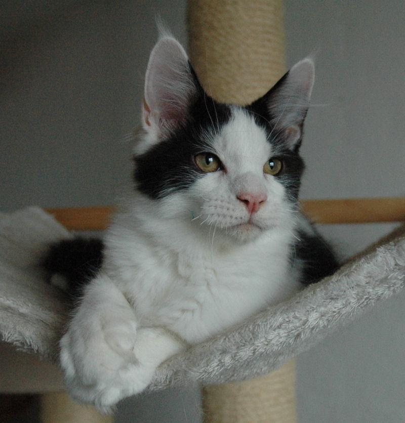 Maine Coon Lancelot CoonShu* RU  - 4½ måned billede 4