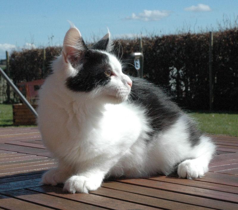 Maine Coon Lancelot CoonShu* RU  - 4½ måned billede 5