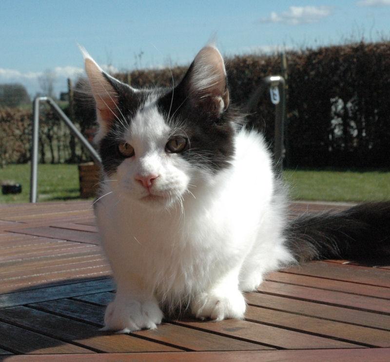 Maine Coon Lancelot CoonShu* RU  - 4½ måned billede 6