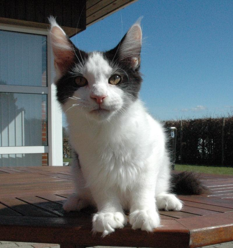 Maine Coon Lancelot CoonShu* RU  - 4½ måned billede 7