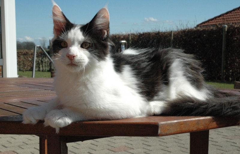 Maine Coon Lancelot CoonShu* RU  - 4½ måned billede 8
