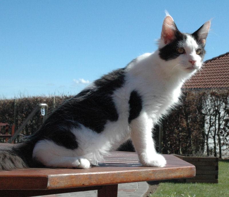 Maine Coon Lancelot CoonShu* RU  - 4½ måned billede 9