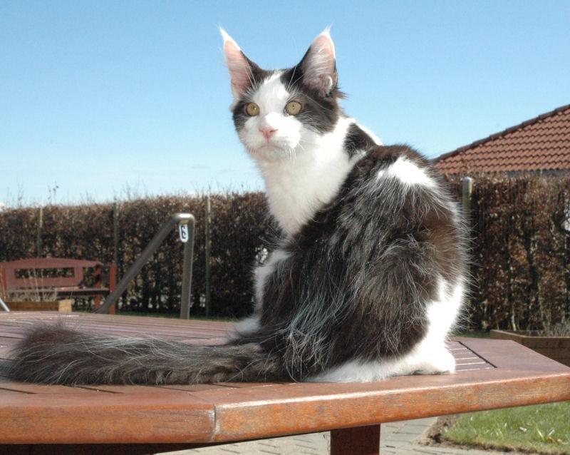 Maine Coon Lancelot CoonShu* RU  - 4½ måned billede 10