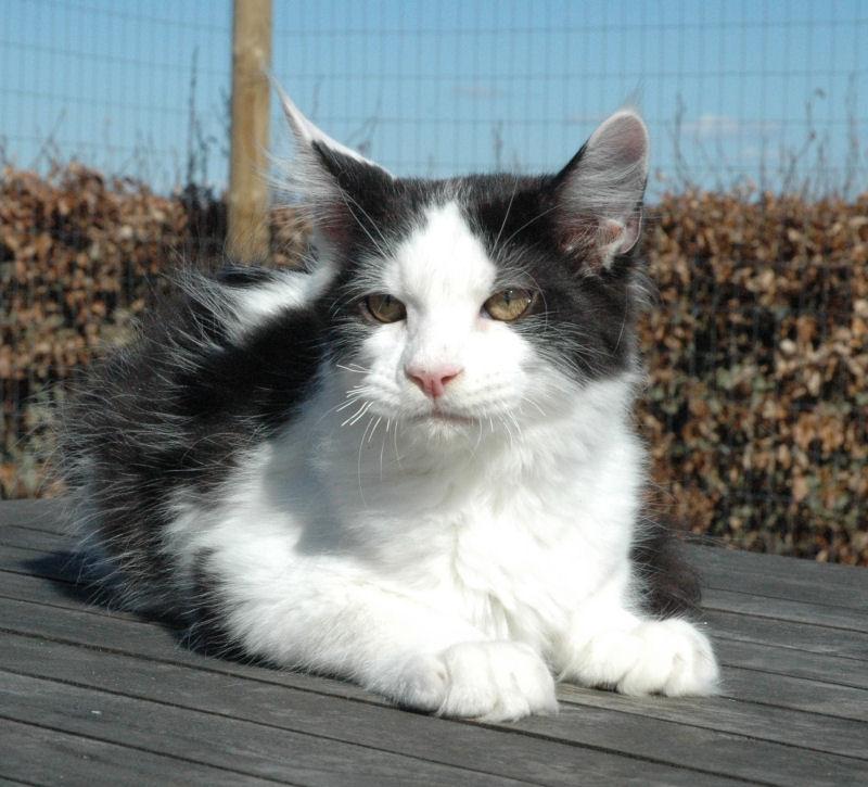 Maine Coon Lancelot CoonShu* RU  - 4½ måned billede 11