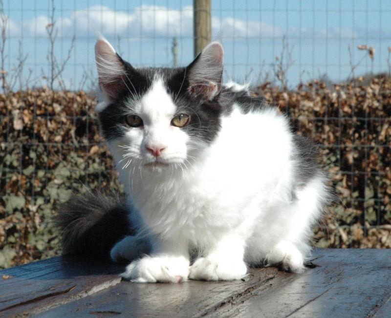 Maine Coon Lancelot CoonShu* RU  - 4½ måned billede 12