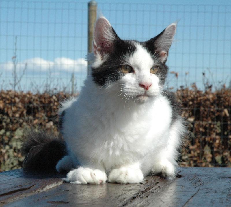 Maine Coon Lancelot CoonShu* RU  - 4½ måned billede 13
