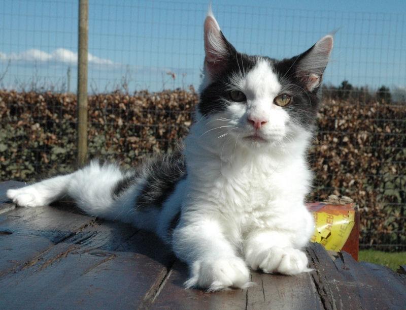 Maine Coon Lancelot CoonShu* RU  - 4½ måned billede 14