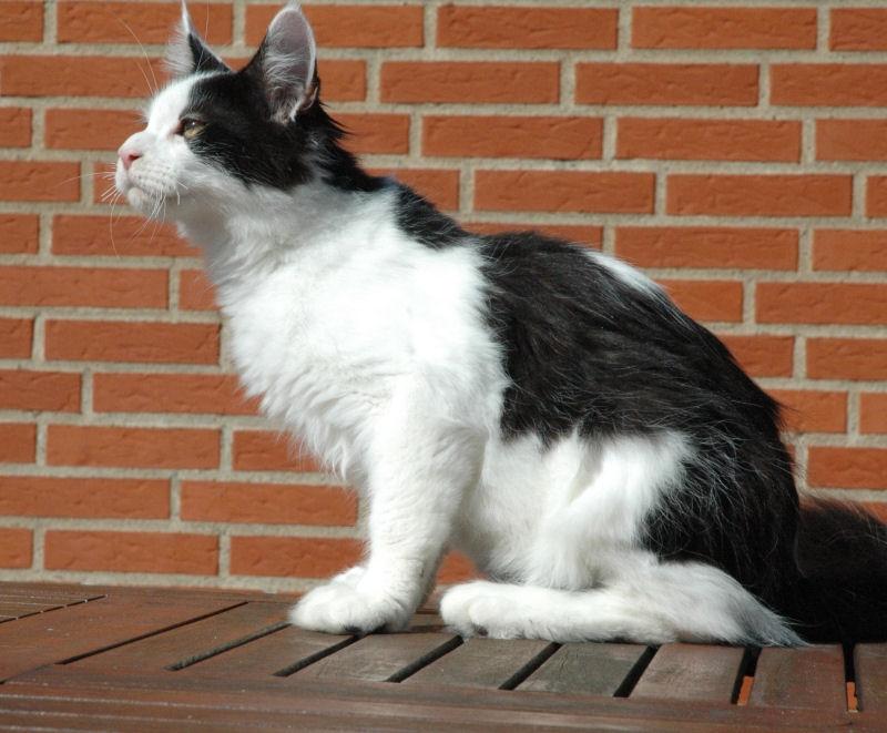 Maine Coon Lancelot CoonShu* RU  - 4½ måned billede 15