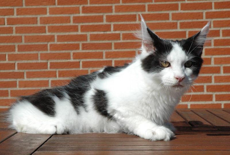 Maine Coon Lancelot CoonShu* RU  - 4½ måned billede 16