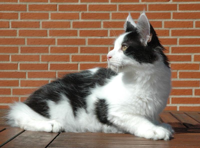 Maine Coon Lancelot CoonShu* RU  - 4½ måned billede 17
