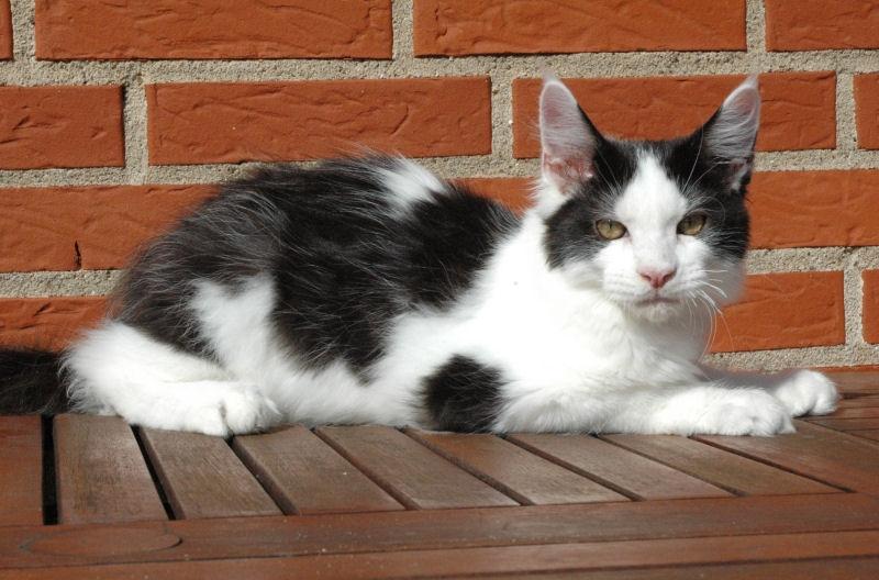 Maine Coon Lancelot CoonShu* RU  - 4½ måned billede 18