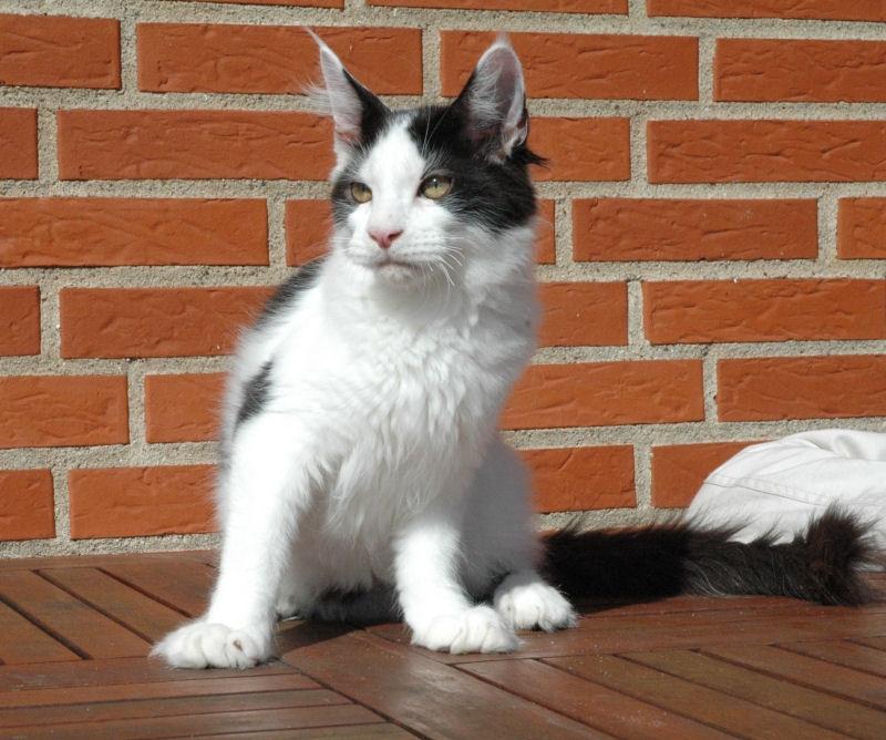 Maine Coon Lancelot CoonShu* RU  - 4½ måned billede 19