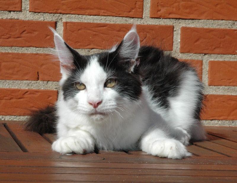 Maine Coon Lancelot CoonShu* RU  - 4½ måned billede 20
