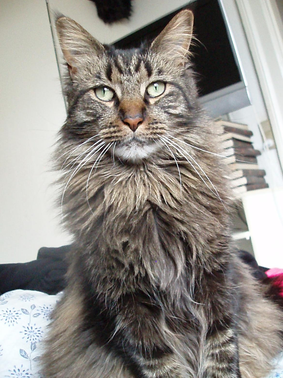 Maine Coon Misja billede 5