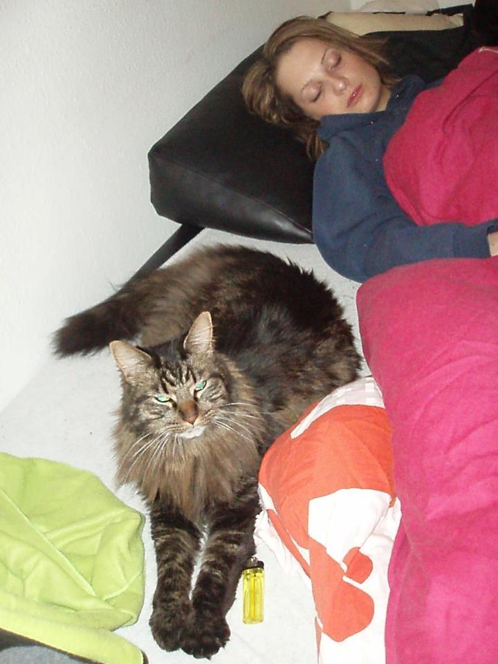 Maine Coon Misja billede 9