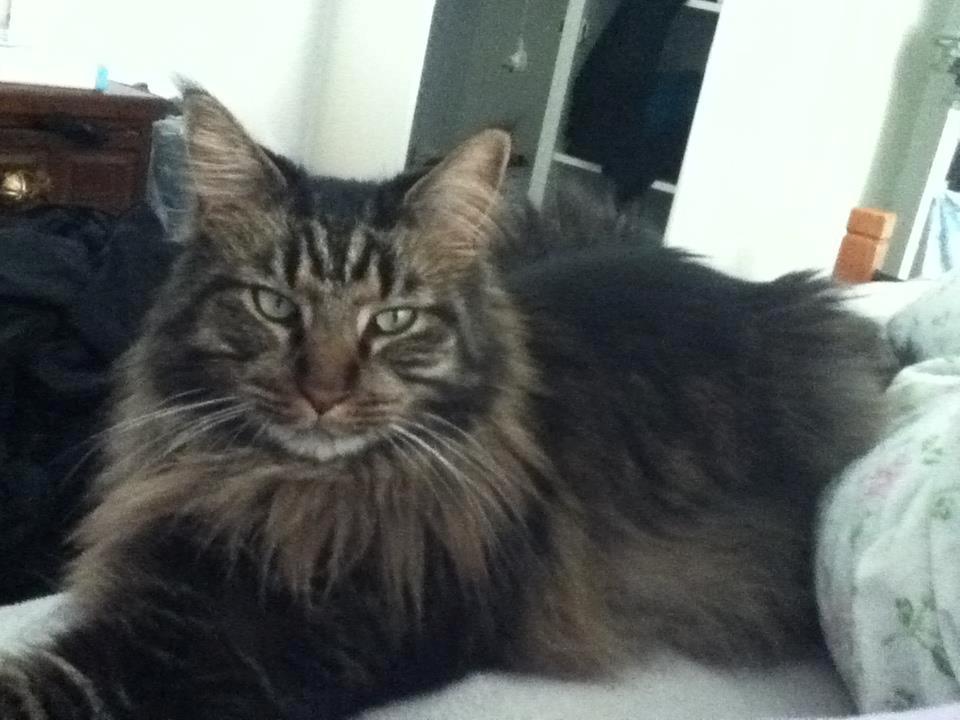 Maine Coon Misja billede 2