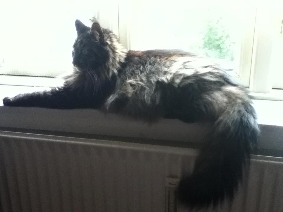 Maine Coon Misja billede 6