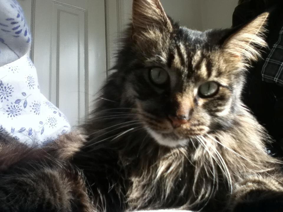 Maine Coon Misja billede 7