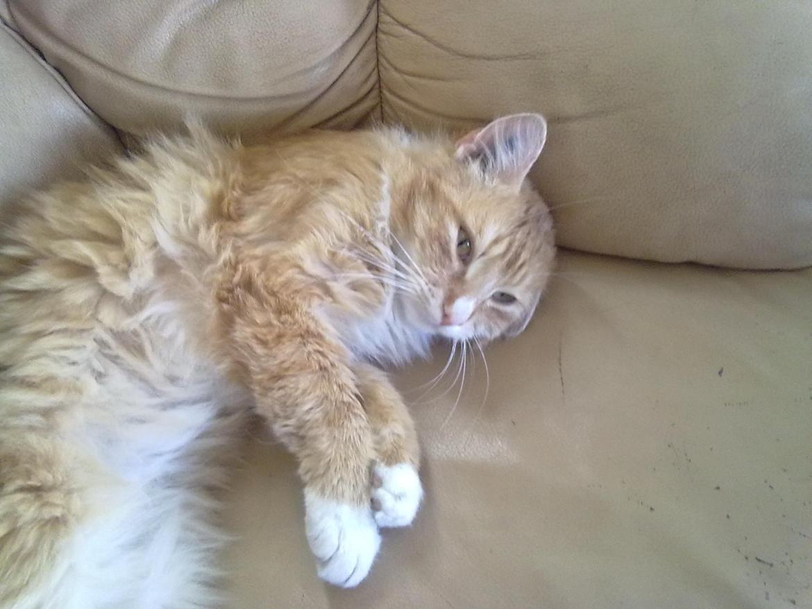 Blanding af racer laban - dejlig med en lur  billede 11