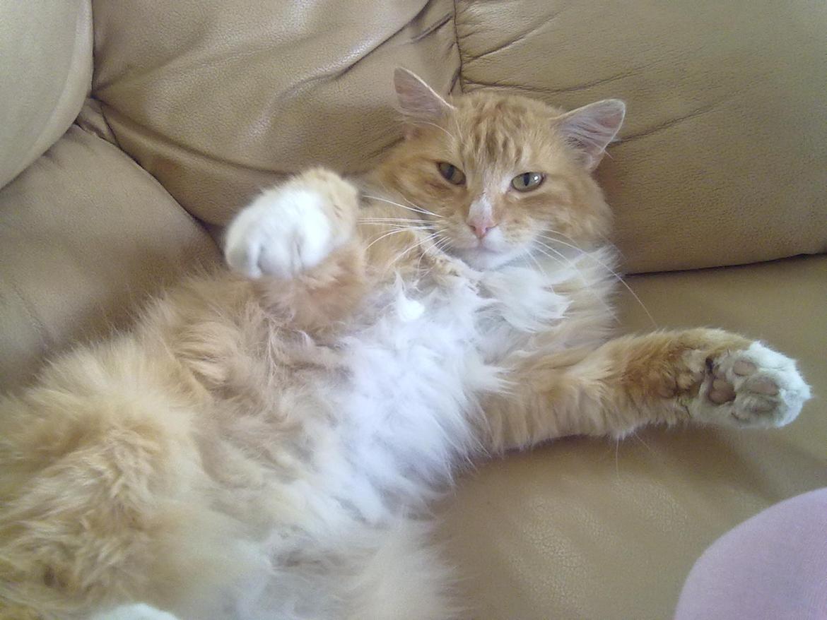 Blanding af racer laban - jeg fanger dig  billede 12