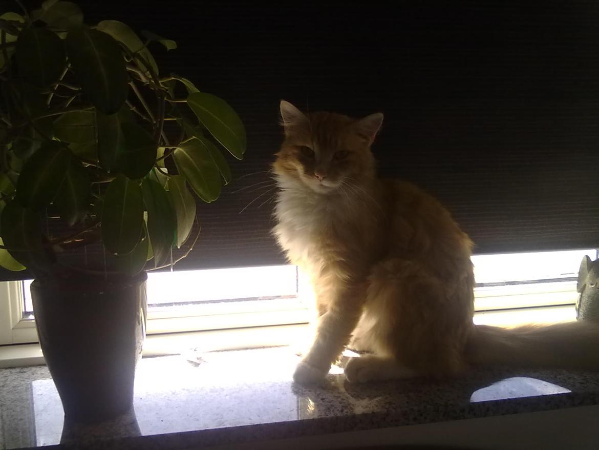 Blanding af racer laban - her er dejlig skygge  billede 13