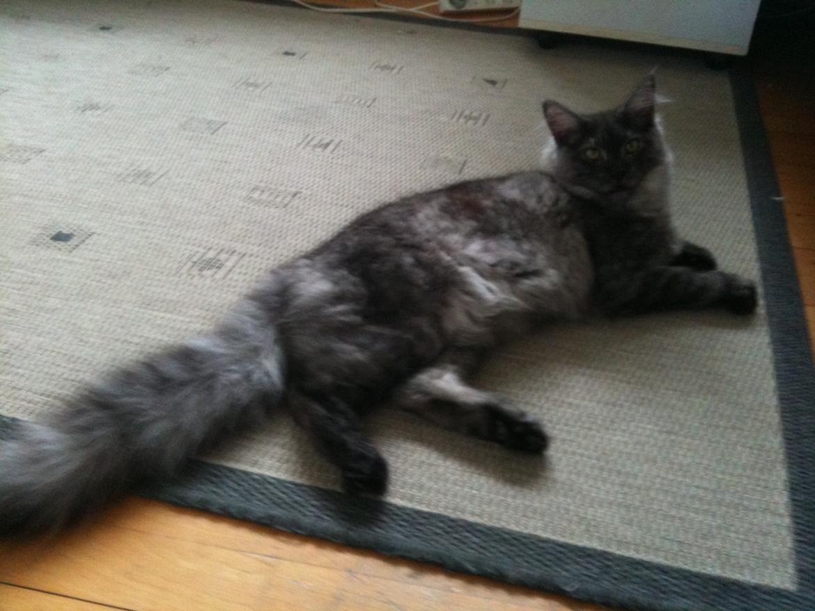 Maine Coon Aslan (Himmelkat)<3 billede 1