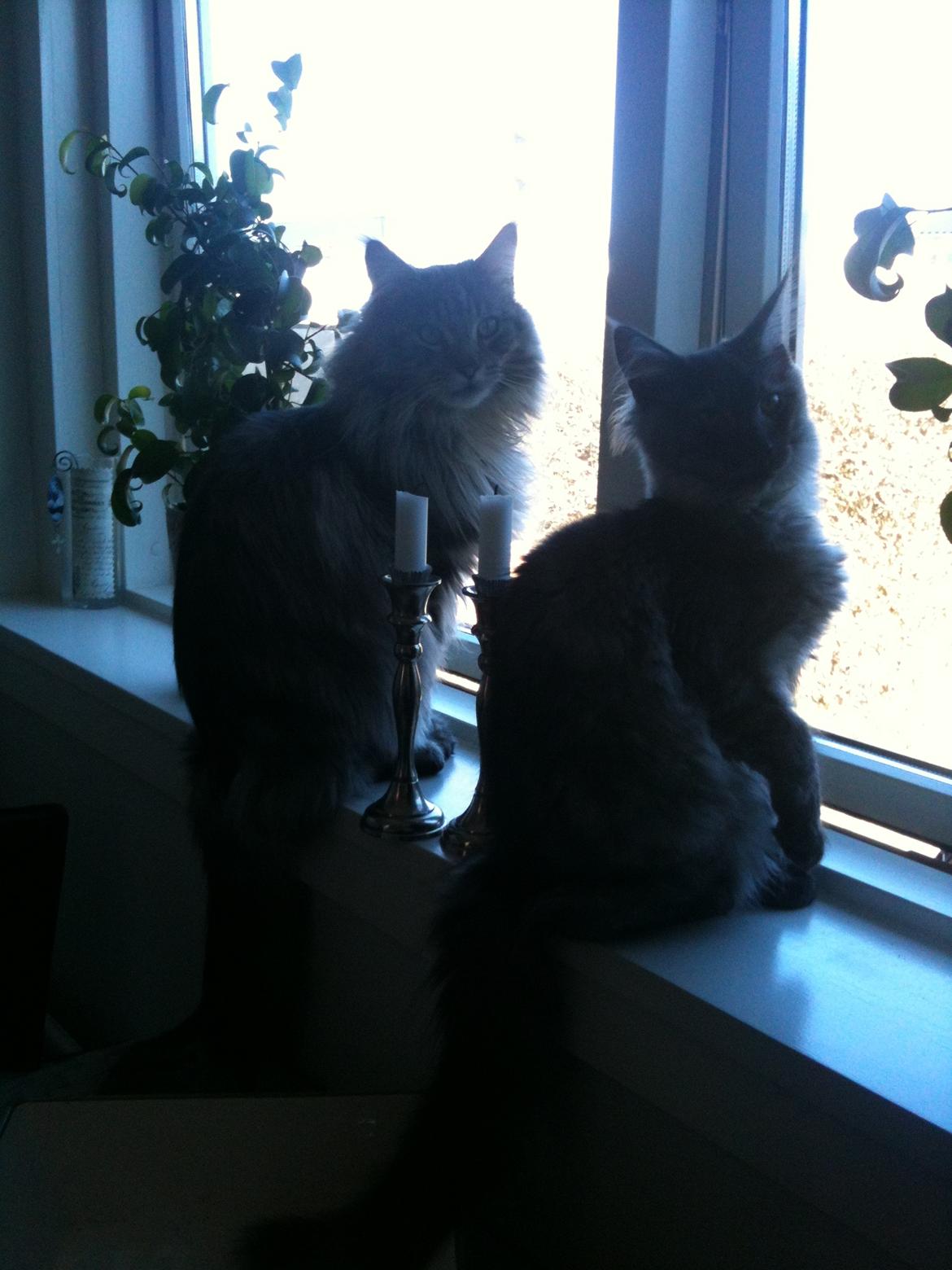 Maine Coon Aslan (Himmelkat)<3 billede 18