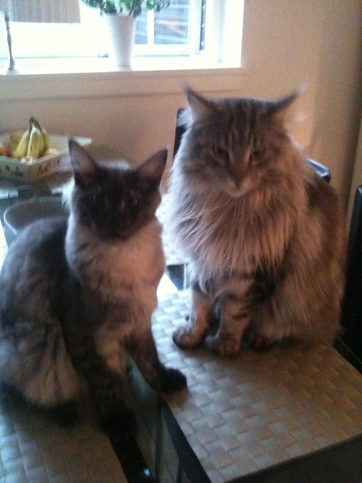 Maine Coon Aslan (Himmelkat)<3 billede 9