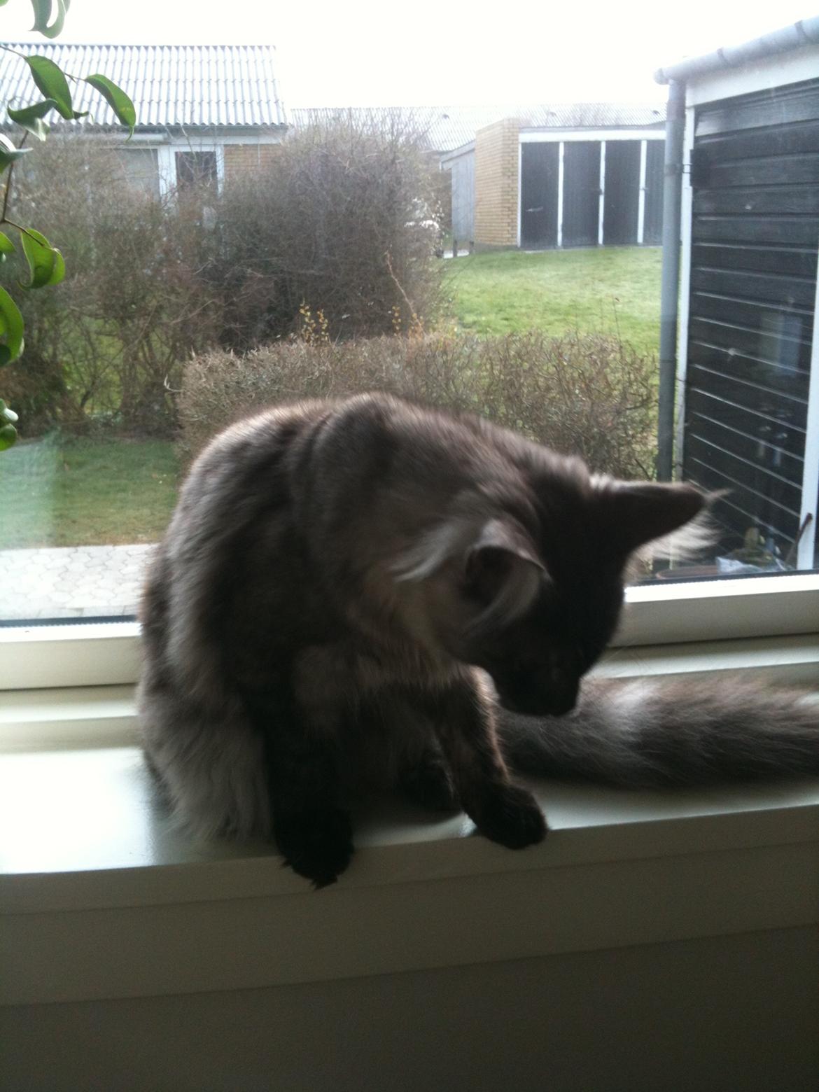 Maine Coon Aslan (Himmelkat)<3 billede 7